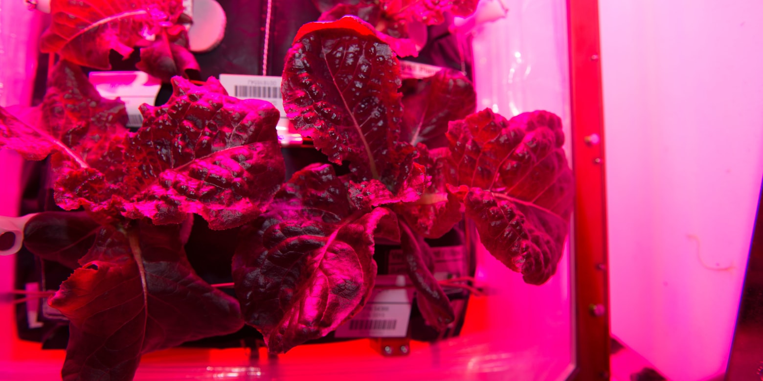 the-lettuce-grown-by-nasa-astronauts-on-the-iss